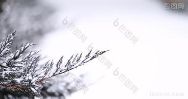 北方冬天大雪中的植被特写空镜